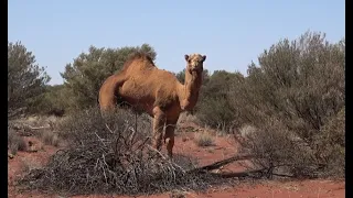 WILD CAMEL MANAGEMENT #hunting #culling