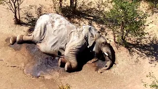 Botswana investigates mysterious death of hundreds of elephants