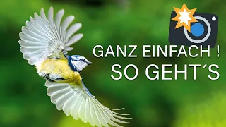 Blaumeise IM FLUG fotografieren 🦅 Vögel im Flug mit diesen Einstellungen