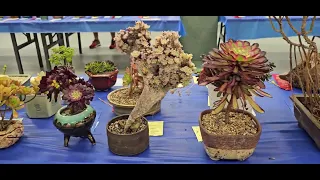 San Diego Plants shows. Rare cactus, Echeverria, euphoria, caudex plants
