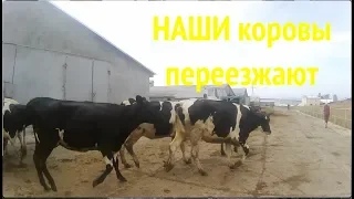 Наши коровы меняют место жительства