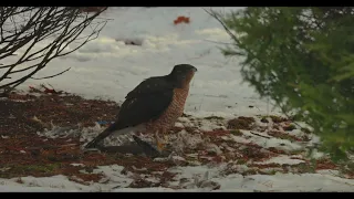 Coppers hawk came to breakfast