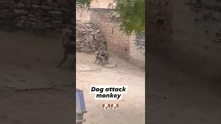 dog attack monkey #shorts#dog#doglovers