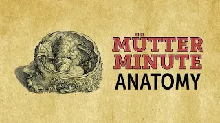 Mütter Minute: Studying Anatomy