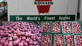 World famous apple🍎|| Apple season in kinnaur || Himachal Pardesh