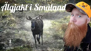 Älgjakt i Småland. Stora tjurar och små kalvar. (Moose hunting in Sweden.)