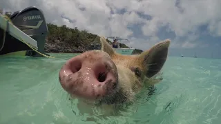 Exuma Swimming Pigs with SUGAR ADVENTURES, DJI Mavic Pro 2018