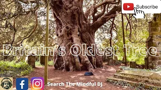 The Oldest Tree in Britain! 4000 years E7 #trees #britain #nature