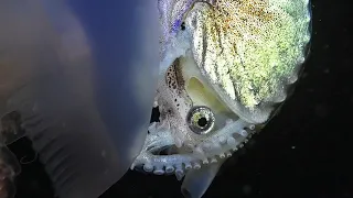 Paper nautilus hitch-hiking on jellyfish