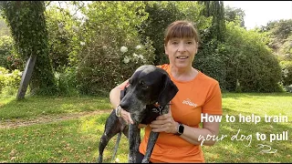 How to get your dog to pull forward Canicrossing