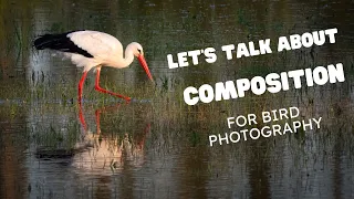 Composition tips for bird photography