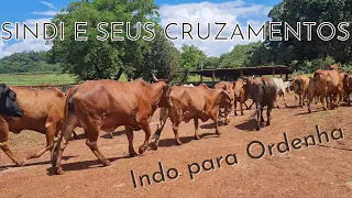 Vacas SINDI e cruzamentos indo para ORDENHA ! Leite a pasto