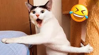 You Laugh You Lose 2024 😸🐶 Best Funny Cats and Dogs Videos 😁🥰🥰 Part 8