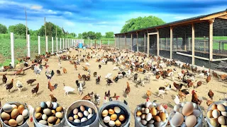 Collect Eggs From Free range Chickens  - Chickens Lay Eggs Everywhere.