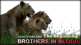 The Beginning | Mapogo Lion Coalition