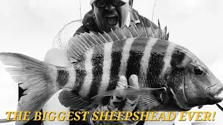 Caught The BIGGEST Sheepshead in Central Florida! Kayak Fishing For Huge Keeper Sheepshead!