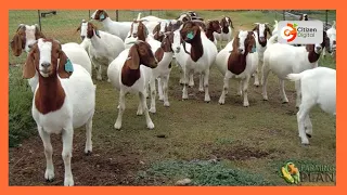 | Kenya's Gold | Rearing Boer Goats - Gold Feature