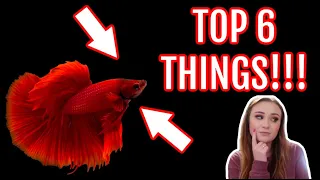 HOW TO TAKE CARE OF A BETTA FISH FOR BEGINNERS!