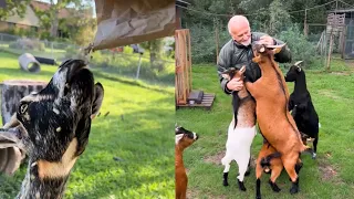 GOATS & SHEEPS ARE SUPER FUNNY & CUTE  SEE FOR YOURSELF || PETASTIC 🐾