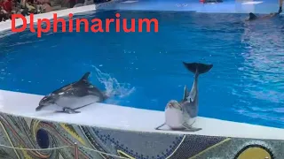 Dolphinarium ||Dubai ||