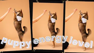 how much ENERGY do SHIBA INUs have?