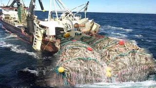 Process Harvesting Fish Big, Net Fishing On the Sea - Huge Fishing Nets Catch Hundreds of Tons Fish