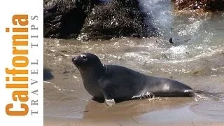 Elephant Seals - Hearst Castle | California Travel Tips