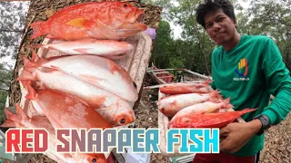 EP59- RED SNAPPER FISH| GANADOR MARINDUQUE
