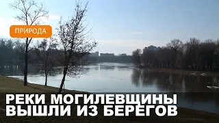 На реках Могилевщины — весеннее половодье