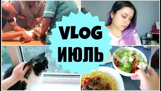 VLOG ИЮЛЬ: МЫ ИЗБАВИМСЯ ОТ КОТОВ?? | carrypingwin