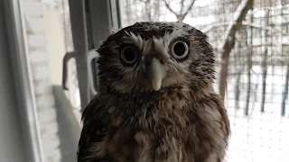 Bathing Yuinya the little owl. An owl taking a shower and buzzing at the cat for a bit