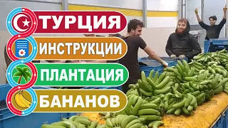 Как выращивают и собирают бананы в Турции