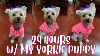 24 HOURS WITH MY YORKIE PUPPY | CHILLEN WITH CUPCAKE | SQUATSNSPLITS