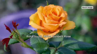 Cottage Farms Award Winning South Africa Sunbelt Rose on QVC