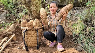 Harvesting yams & Bringing to the market to sell, Pet care - Build a new life | Trieu Mai Huong