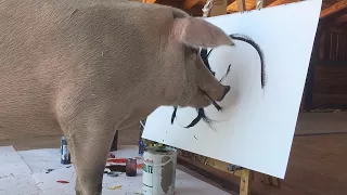 Painting Pig Saved From Slaughterhouse Has Own Exhibition