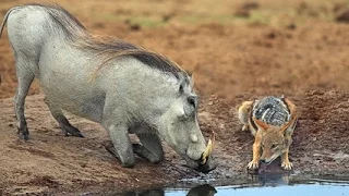 Warthog versus jackal over an impala carcass