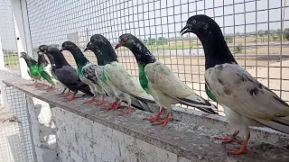 Ustaad Aslam Butt Ki Punjab Cup Ki Baazi || Kabootero Ki Shandar Perwaaz || Pigeons Club