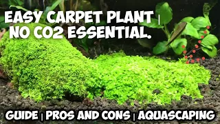 Top easy to grow carpet plants for aquarium | Easy to grow carpet plants for aquarium | no Co2