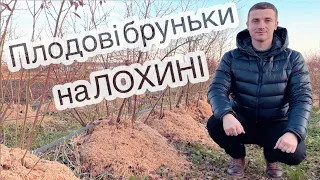 Огляд плодових бруньок на лохині 04.01.2023