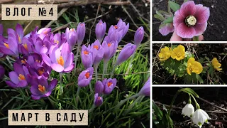 Обзор садов в марте  / Алёнин сад и Калиновка / Первоцветы