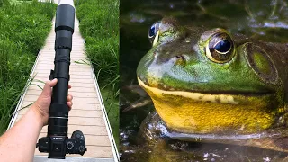 Photographing Frogs with a 500mm T-mount Lens