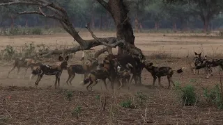 Wild dogs taking down a buffalo calf!!!!!