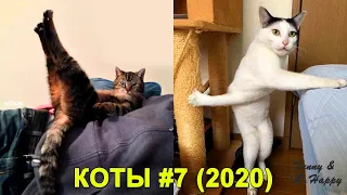 КОТЫ 2020 Смешные Кошки и Коты, Приколы c Кошками Funny Cats | FUNNY & HAPPY