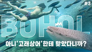 아니 진짜 고래상어한테 맞았다니까?🐳 | 고래상어, 나팔링 투어, 로복강 | 보홀 여행, 필리핀 여행, 정어리, 보홀션 | koreanvlog