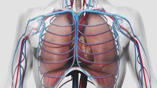 Au coeur des organes : La respiration