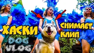 DOGVLOG: ХАСКИ СНИМАЕТ КЛИП. Говорящая собака