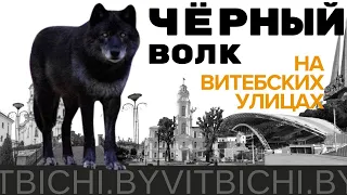 На Витебских улицах заметили дикое животное