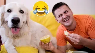 My Funny Dog and I Eat Lemon [The Most Sour Video]