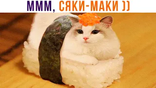 СЯКИ-МАКИ ))) Приколы с котами | Мемозг 1124